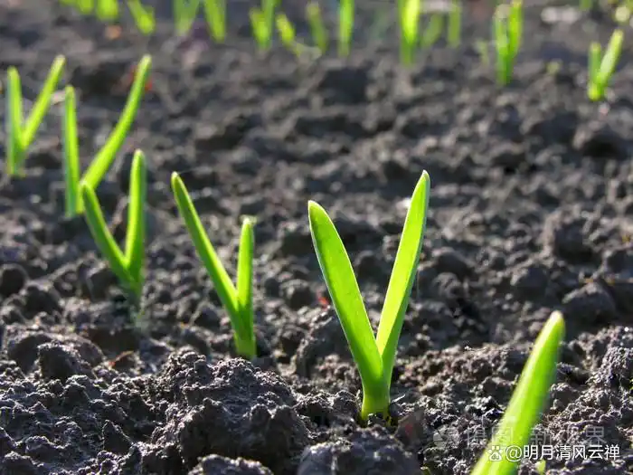 Northeast spring garlic growing technology