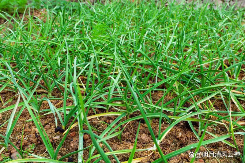 Northeast spring garlic growing technology