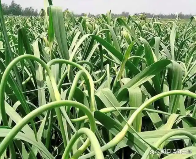 Northeast spring garlic growing technology