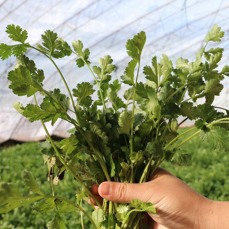 Pictures of the methods used to grow the cuisine