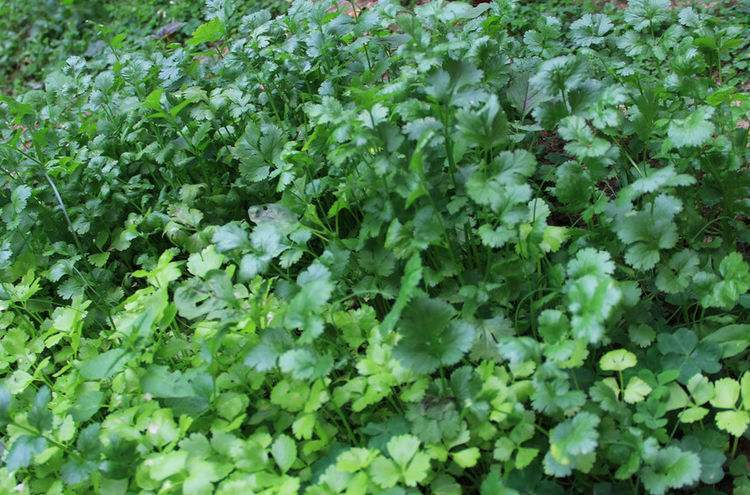 Pictures of the methods used to grow the cuisine