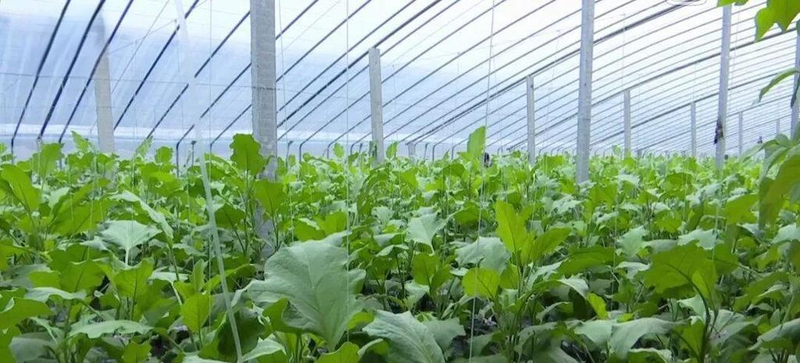 Beet mustard cultivation techniques