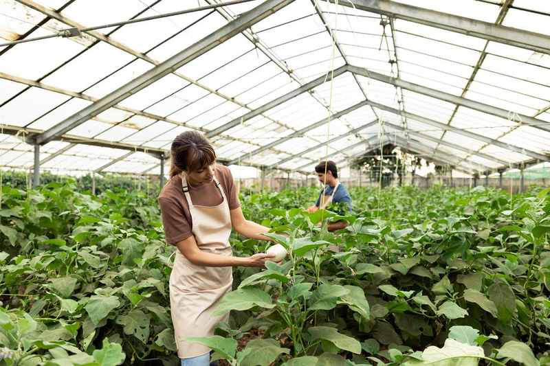 Beet mustard cultivation techniques