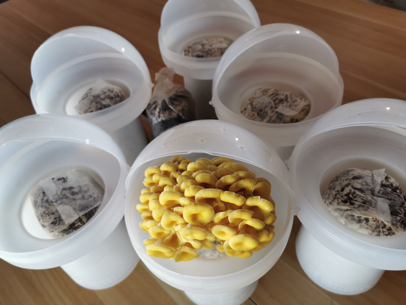 蘑菇怎么种植方法