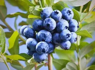 蓝莓种植技术有哪些