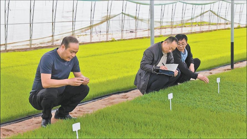 Technology for cold rice cultivation
