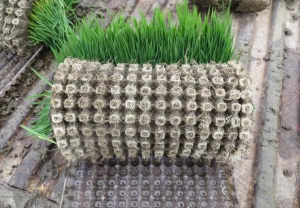 Technology for cold rice cultivation