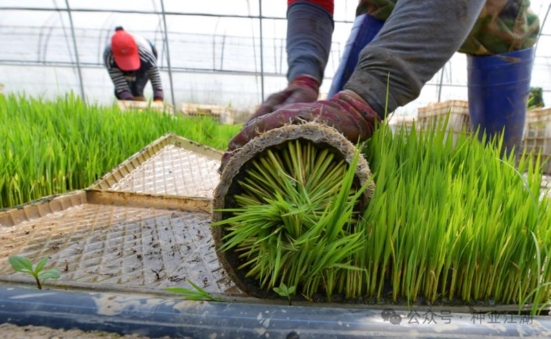 Technology for cold rice cultivation