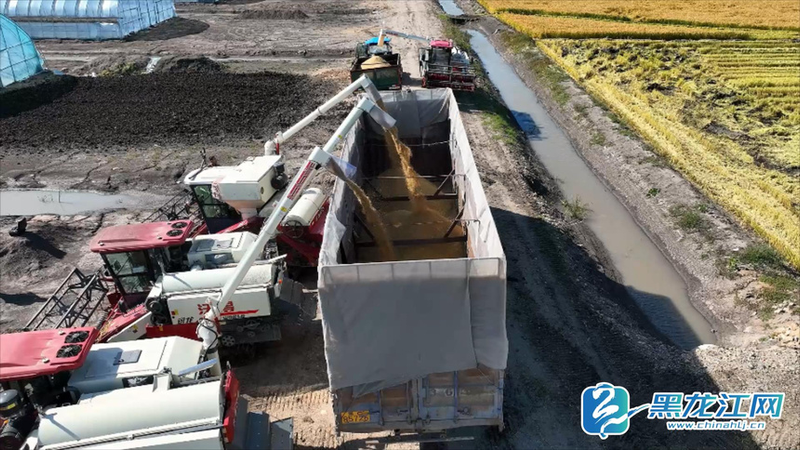 Technology for cold rice cultivation