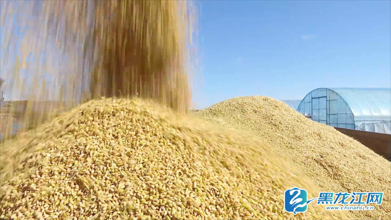 Technology for cold rice cultivation