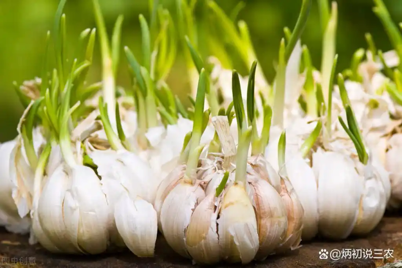 Northeast spring garlic growing technology