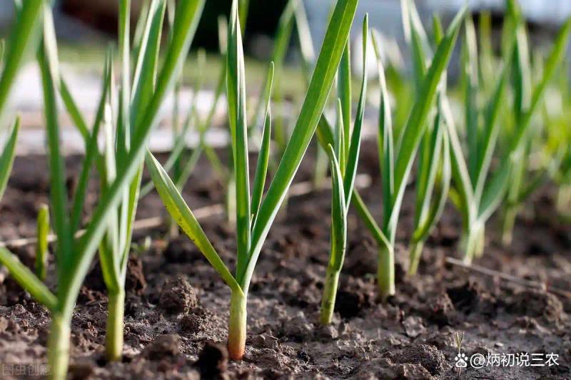 Northeast spring garlic growing technology