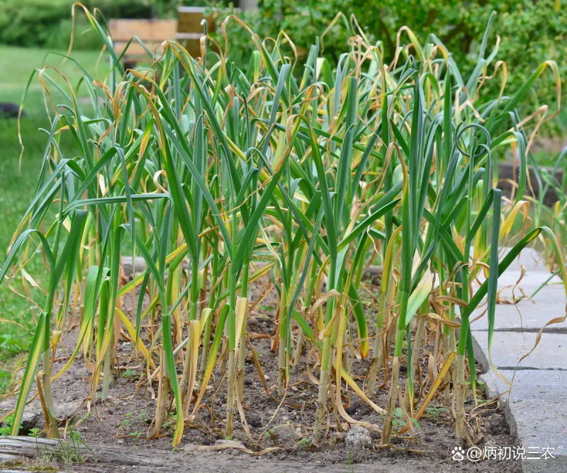 Northeast spring garlic growing technology