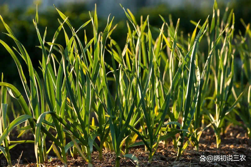 Northeast spring garlic growing technology