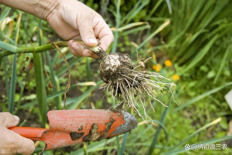 Northeast spring garlic growing technology