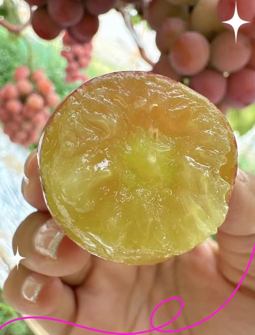 两季葡萄的种植方法