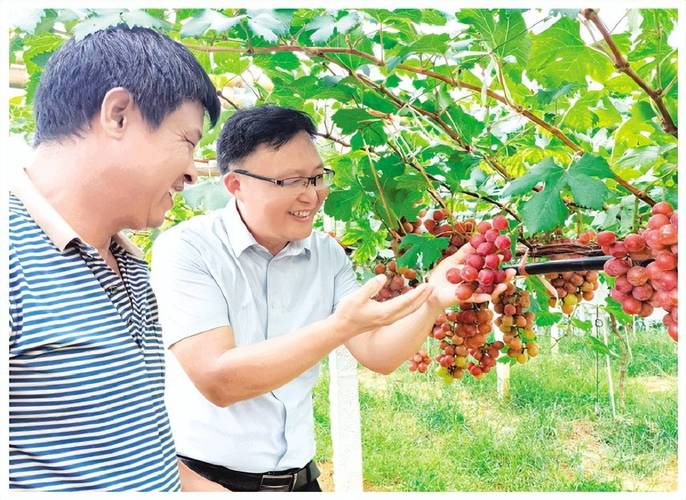 两季葡萄的种植方法