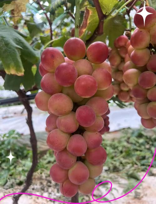 两季葡萄的种植方法