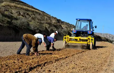 党参种植技术及亩收益