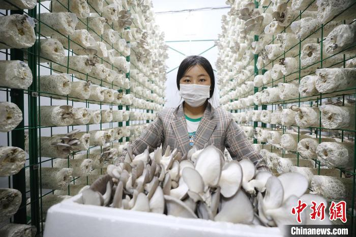 蘑菇怎么种植方法