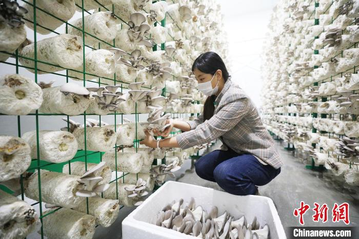 蘑菇怎么种植方法