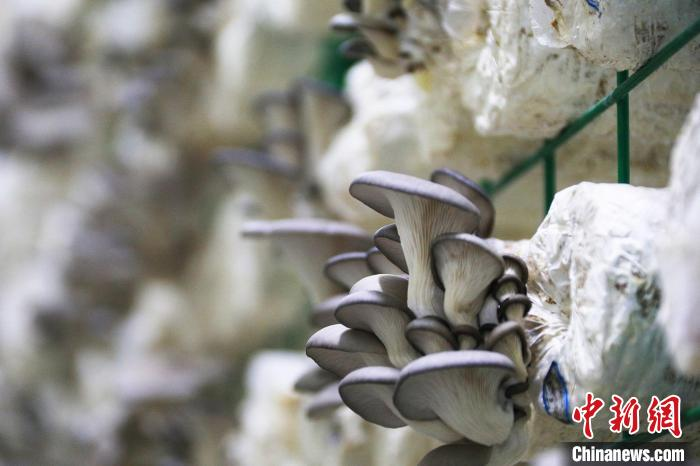 蘑菇怎么种植方法