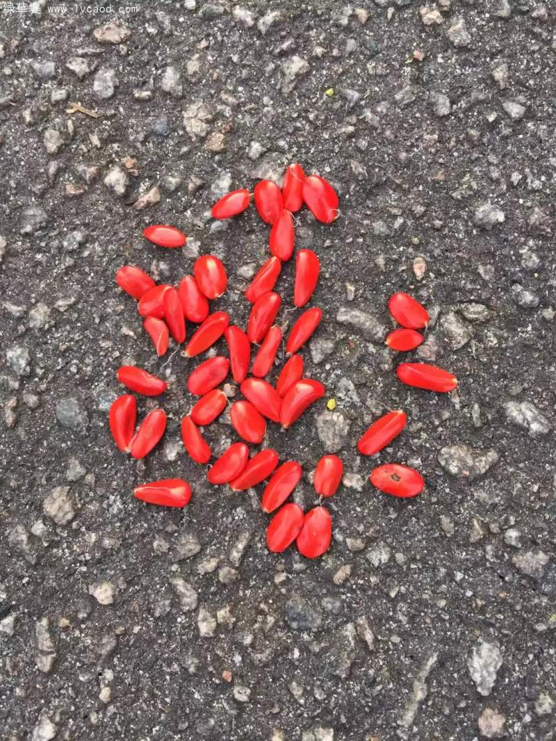 The method of planting the seedlings of hiroshima