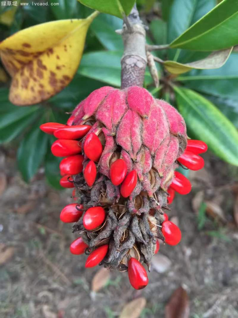 The method of planting the seedlings of hiroshima