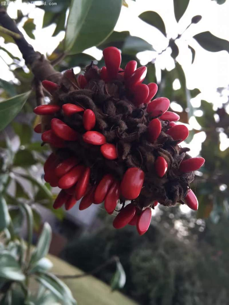 The method of planting the seedlings of hiroshima