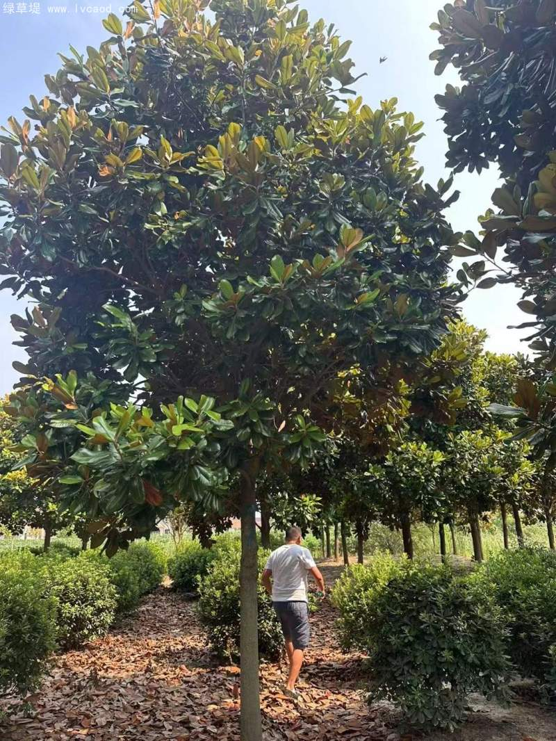 The method of planting the seedlings of hiroshima