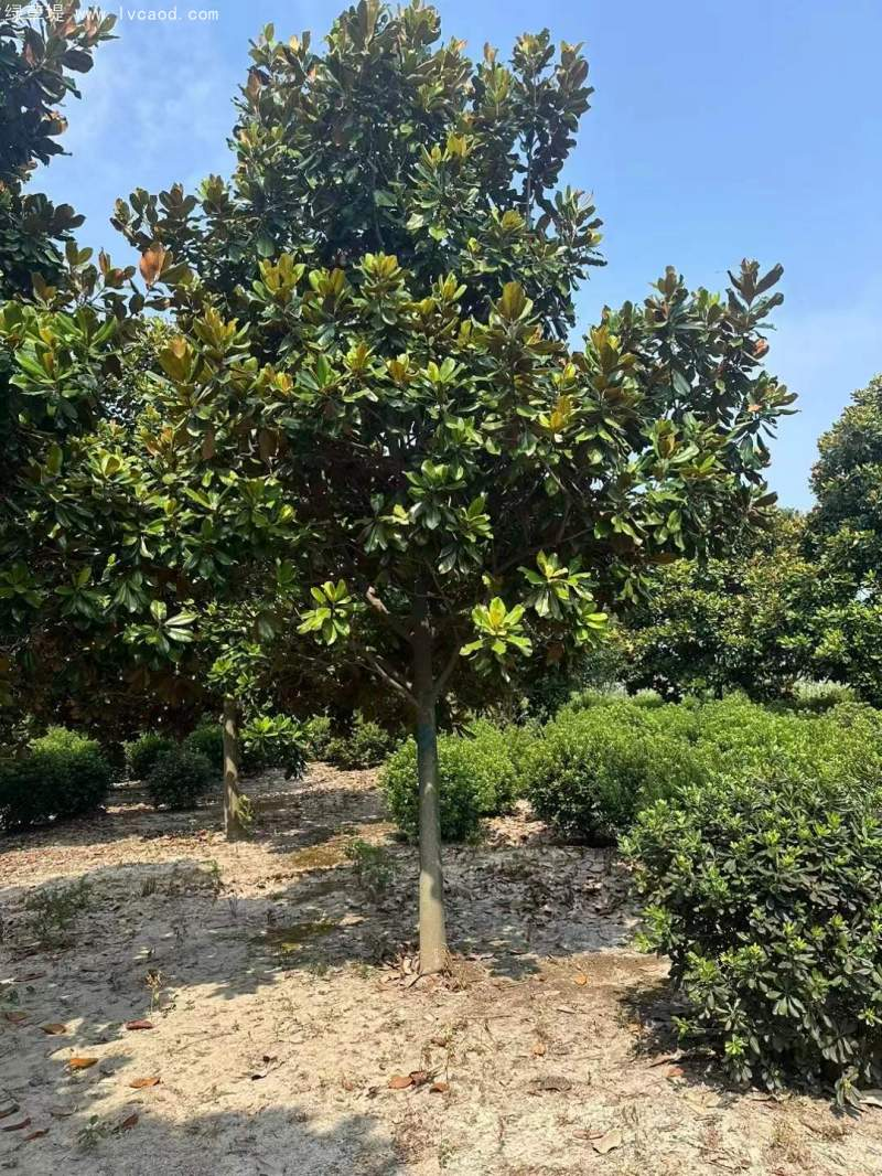 The method of planting the seedlings of hiroshima