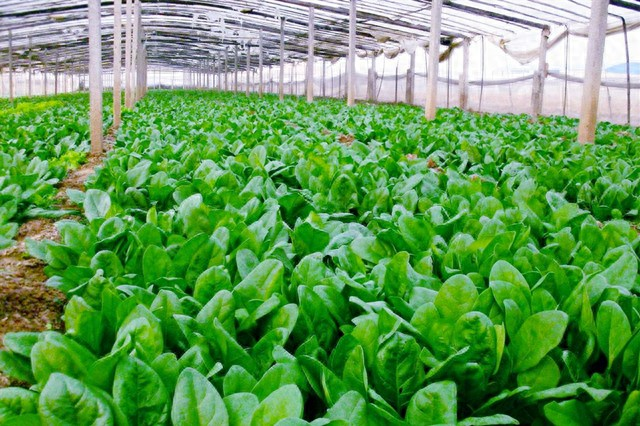 The technique of growing summer spinach