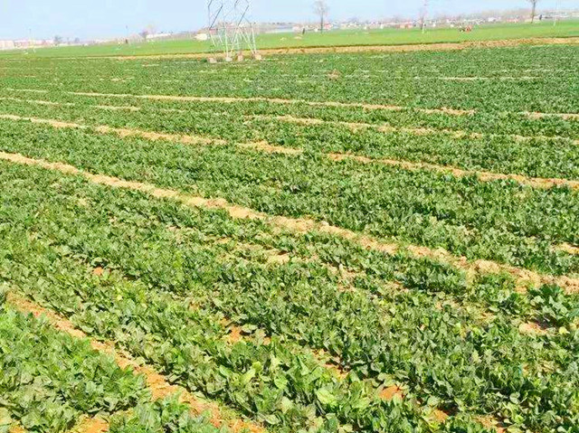 The technique of growing summer spinach