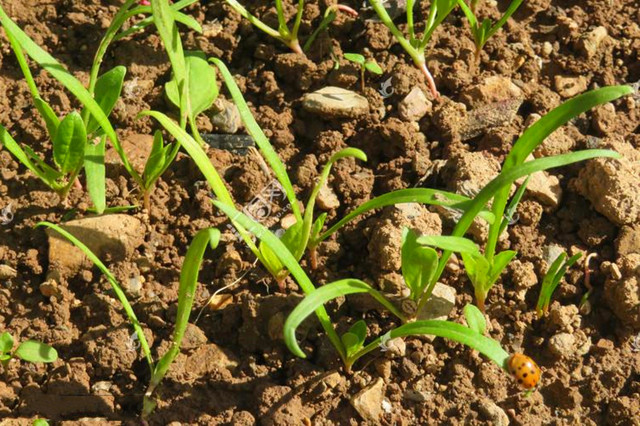 The technique of growing summer spinach