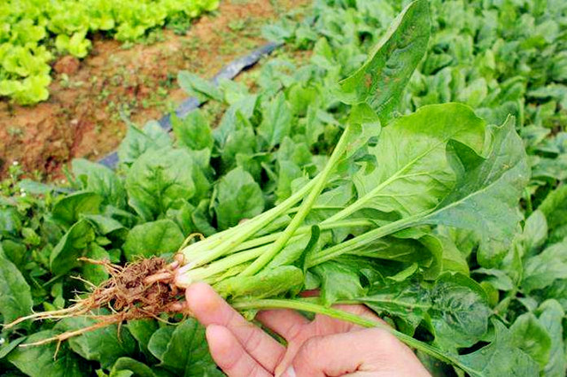 The technique of growing summer spinach