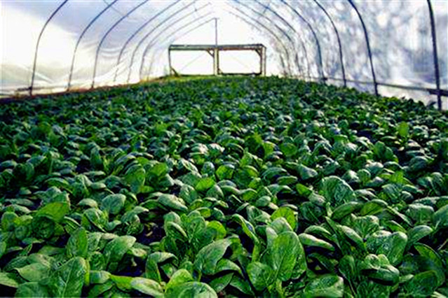 The technique of growing summer spinach