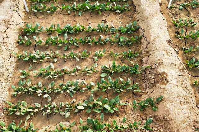 The technique of growing summer spinach