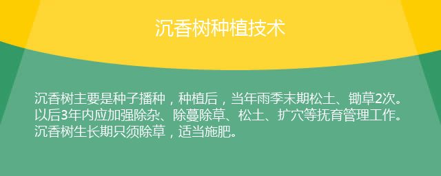 A video of the art of fragrance tree planting