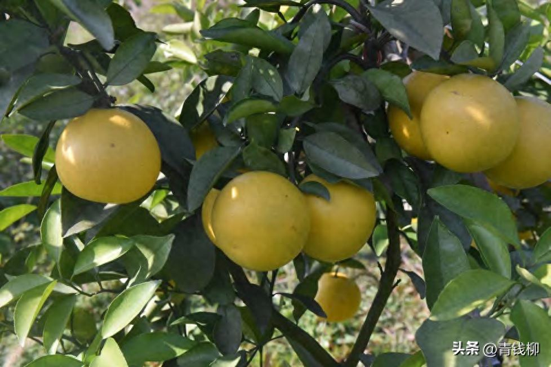 柚子的种植技术