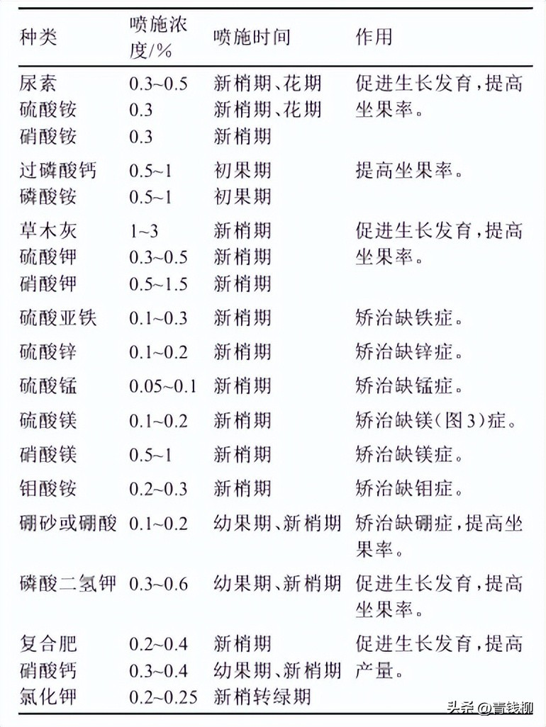 柚子的种植技术