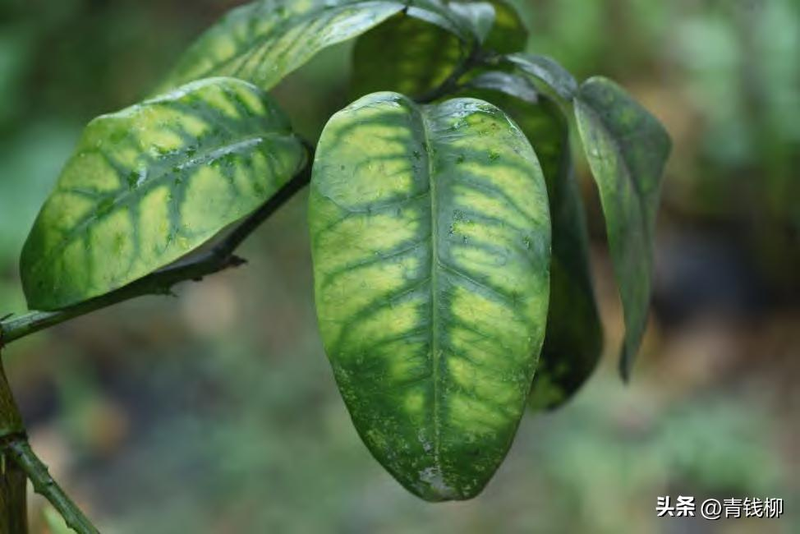 柚子的种植技术