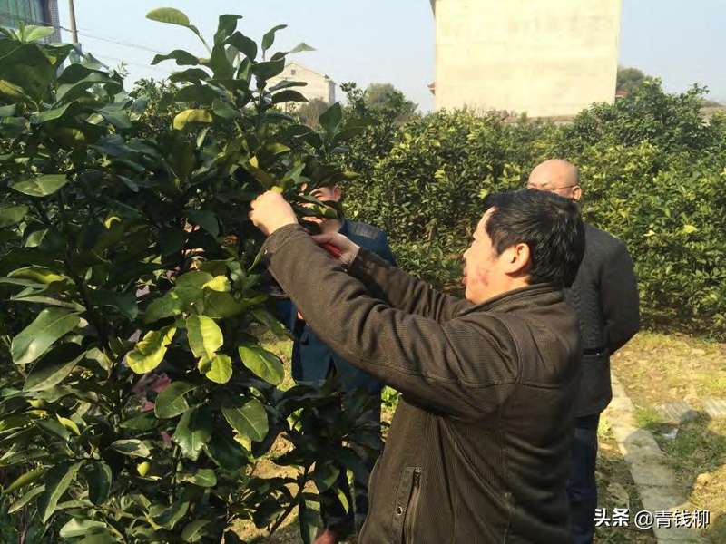 柚子的种植技术