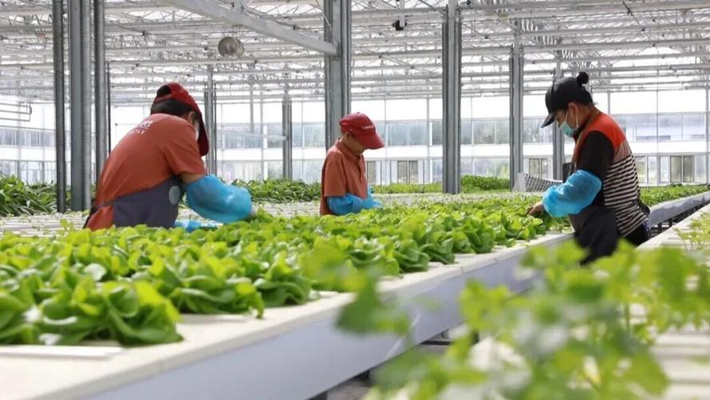 寒地水稻种植技术