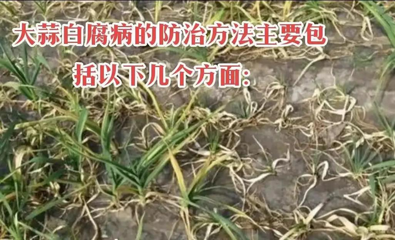 紫皮大蒜种植技术视频