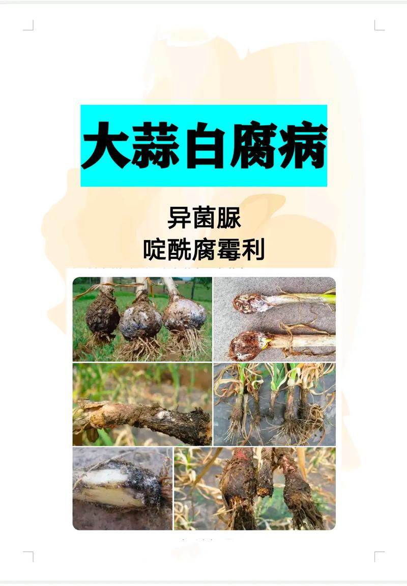 紫皮大蒜种植技术视频