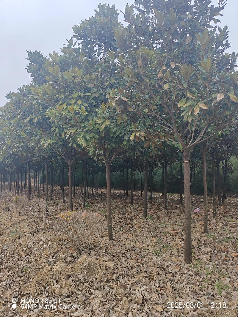 The method of planting the seedlings of hiroshima