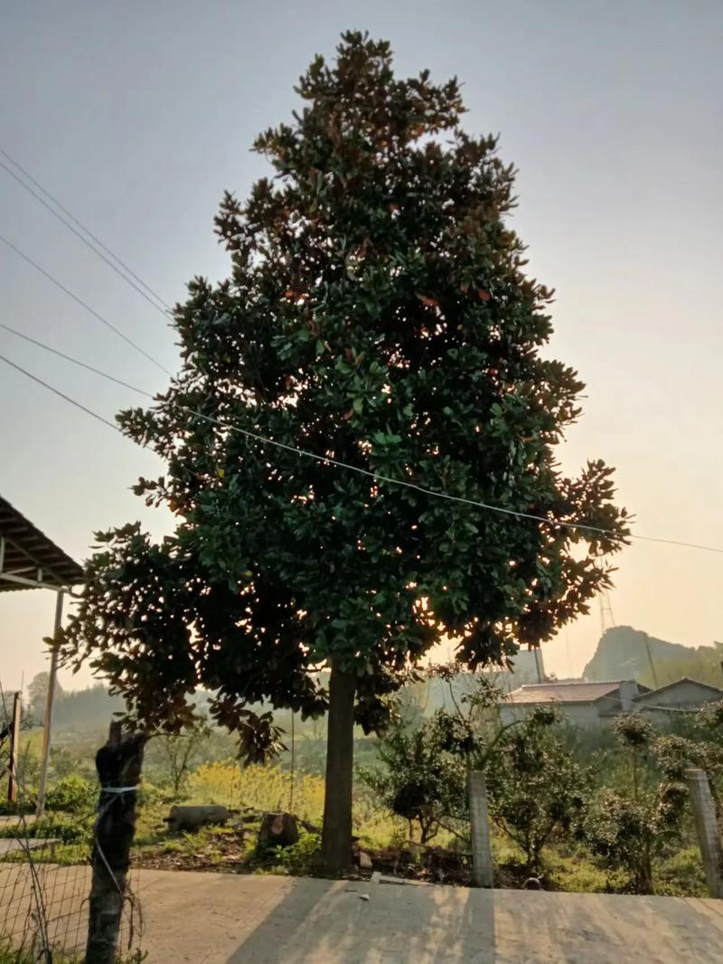 The method of planting the seedlings of hiroshima