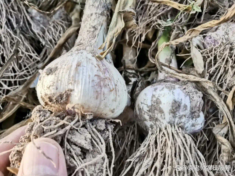 东北春天大蒜种植技术