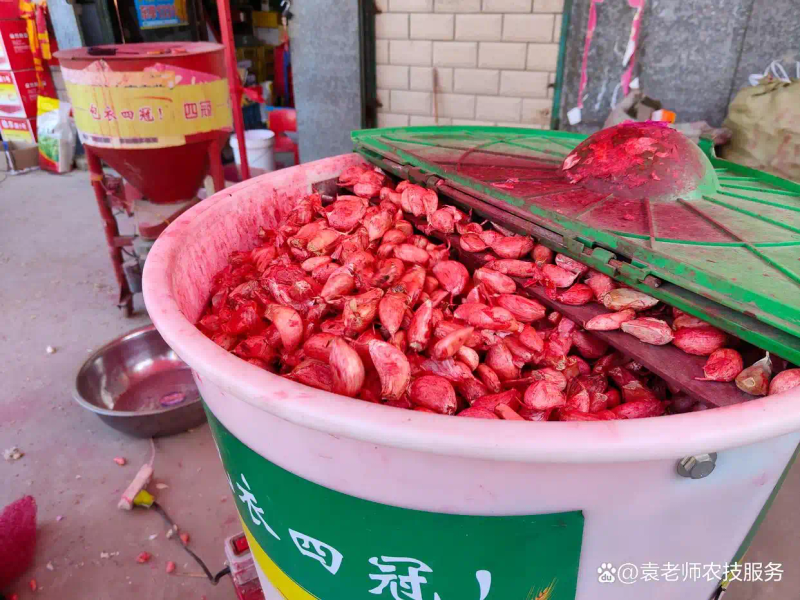 东北春天大蒜种植技术