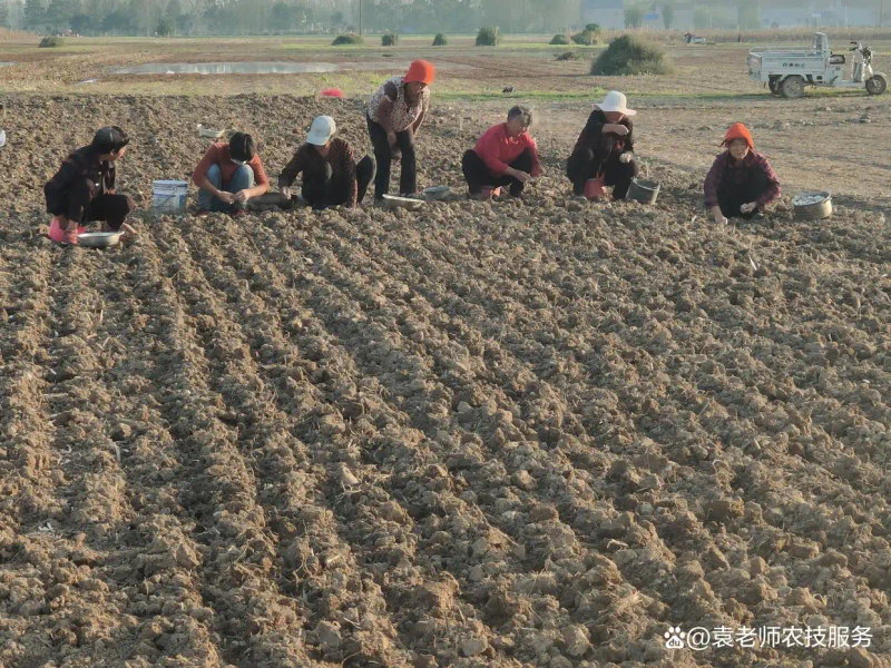 东北春天大蒜种植技术